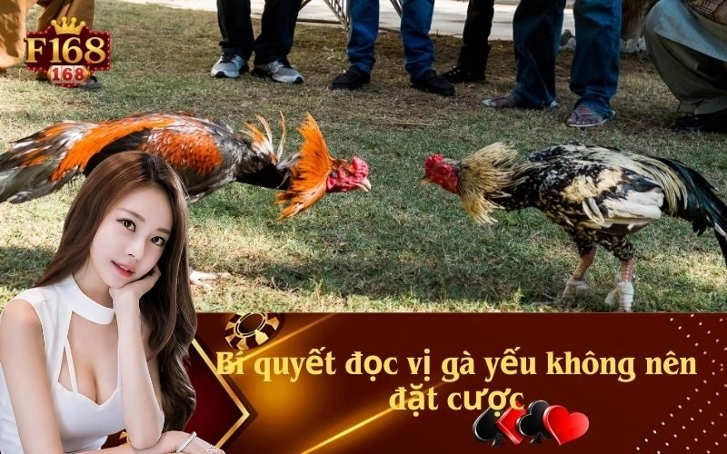 Bí quyết đọc vị gà yếu không nên đặt cược