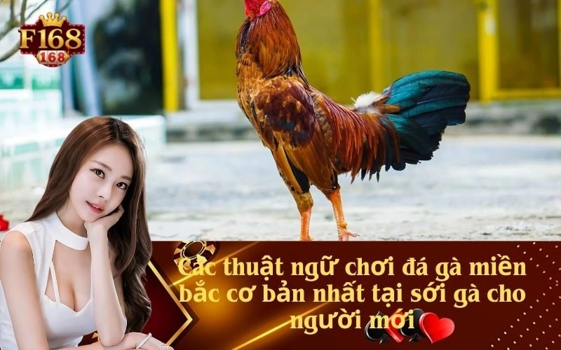 Các thuật ngữ chơi đá gà miền bắc cơ bản nhất tại sới gà cho người mới