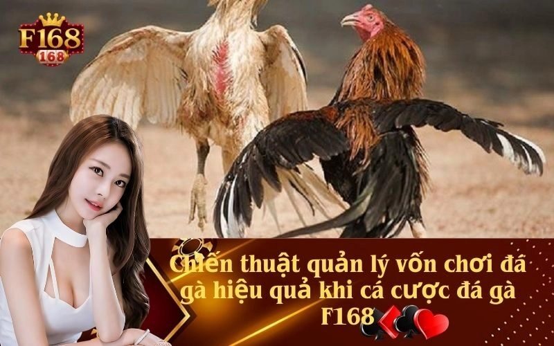 Chiến thuật quản lý vốn chơi đá gà hiệu quả khi cá cược đá gà F168