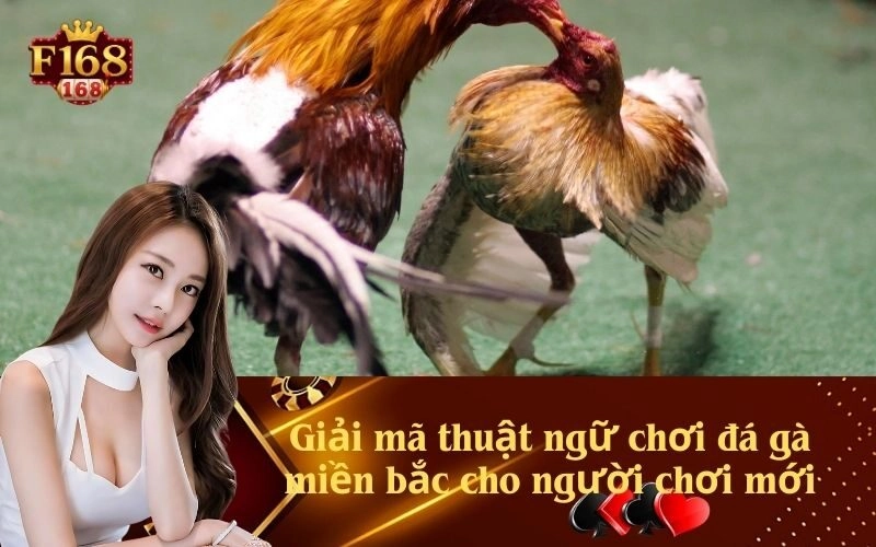 Giải mã thuật ngữ chơi đá gà miền bắc cho người chơi mới