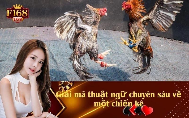 Giải mã thuật ngữ chuyên sâu về một chiến kê