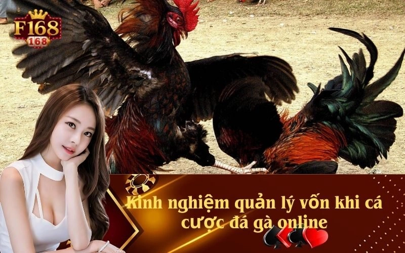 Kinh nghiệm quản lý vốn khi cá cược đá gà online
