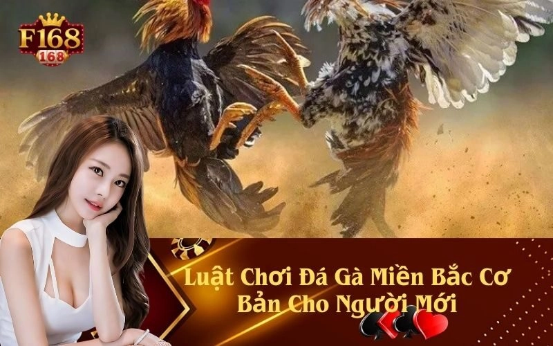 Luật Chơi Đá Gà Miền Bắc Cơ Bản Cho Người Mới